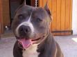 c mon chien
